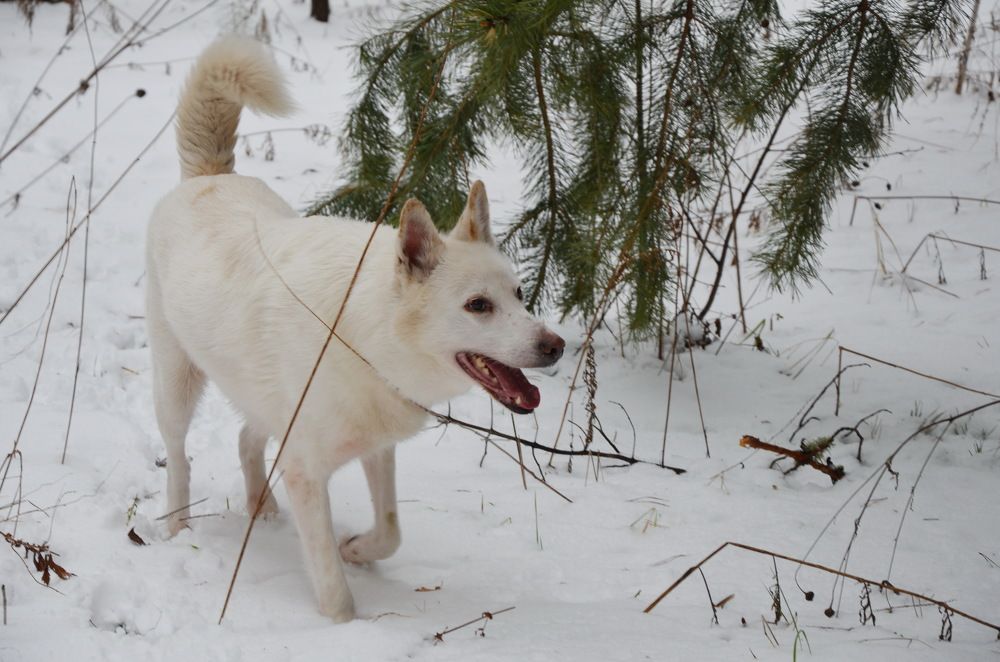 Photograph by Людмила Воропаева