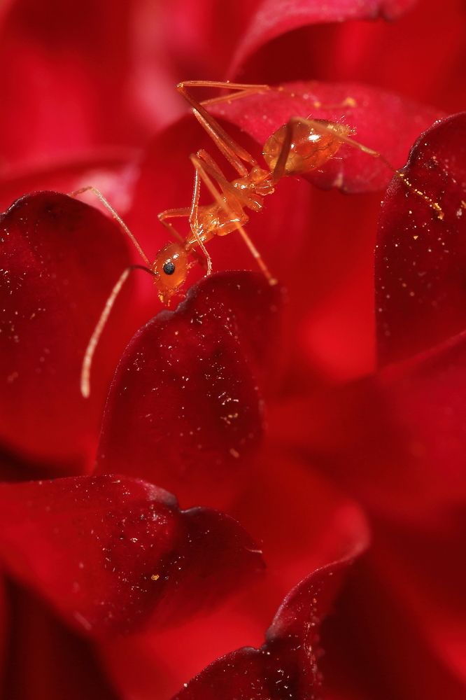 Photograph by Pramod Nath