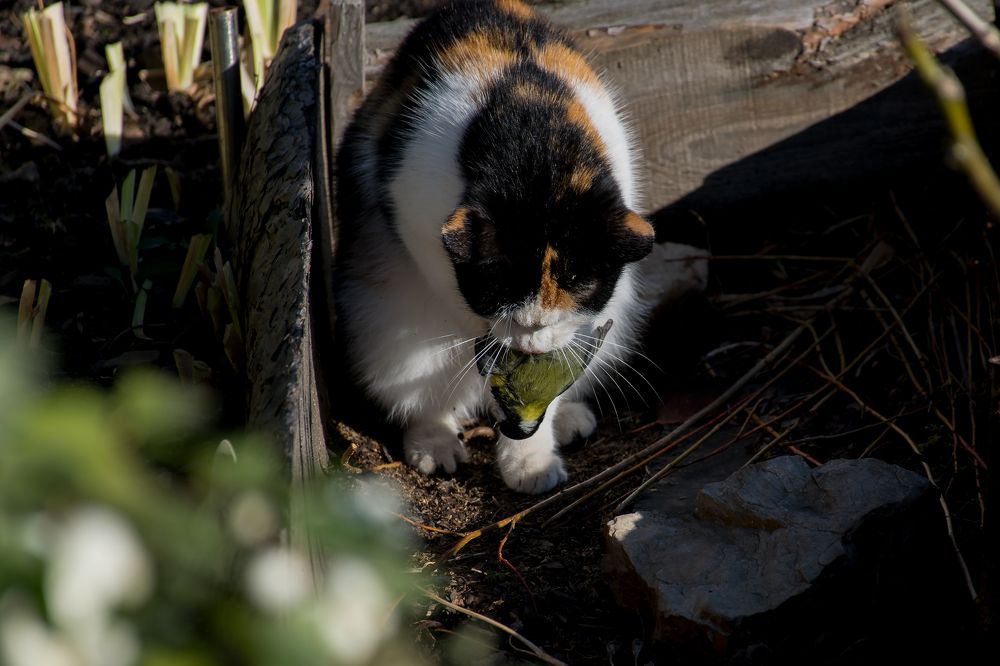 Photograph by Александра Лукашевич