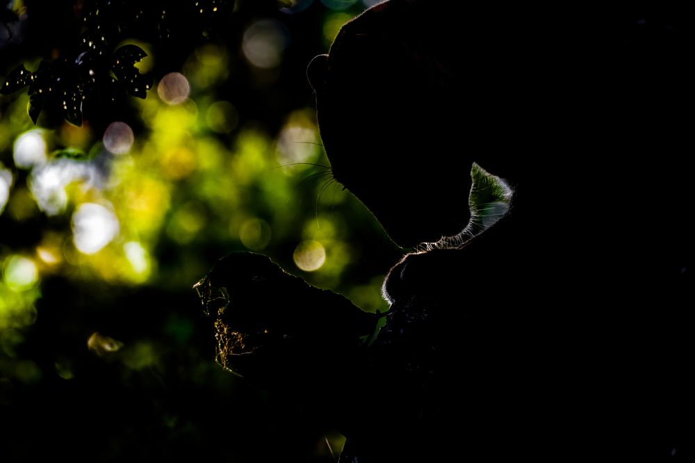 Photograph by Ansala Botheju