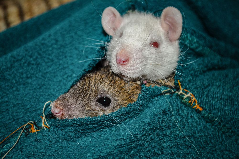 Хвостатые вредители