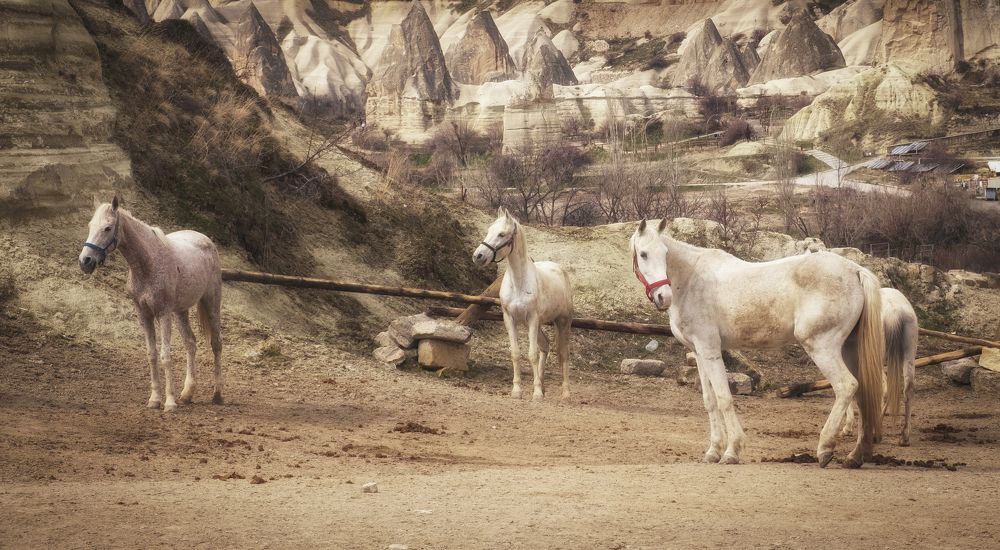 Photograph by Светлана Краюшкина