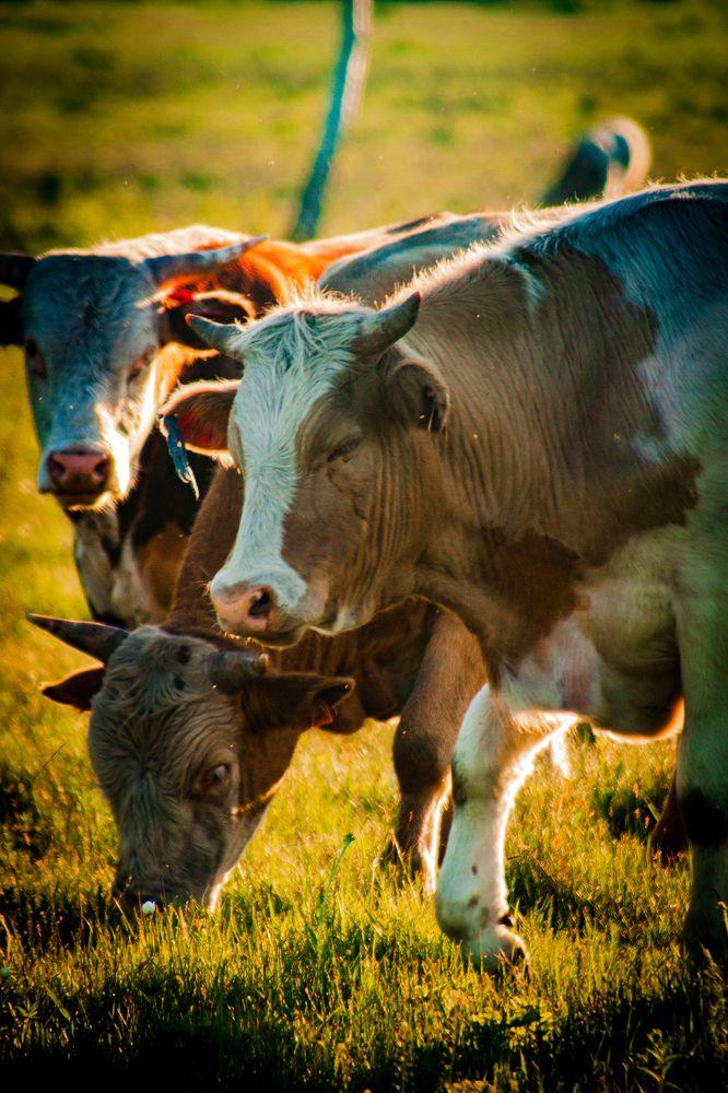 Молодые бычки