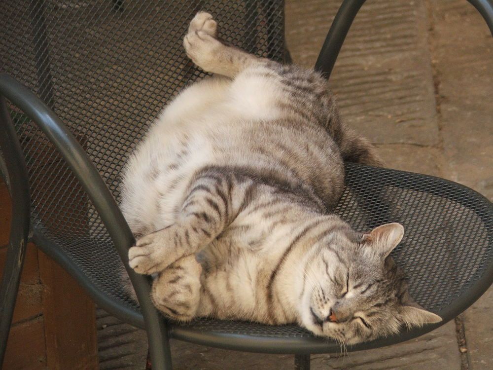 Фотография автора Angelo Dolci