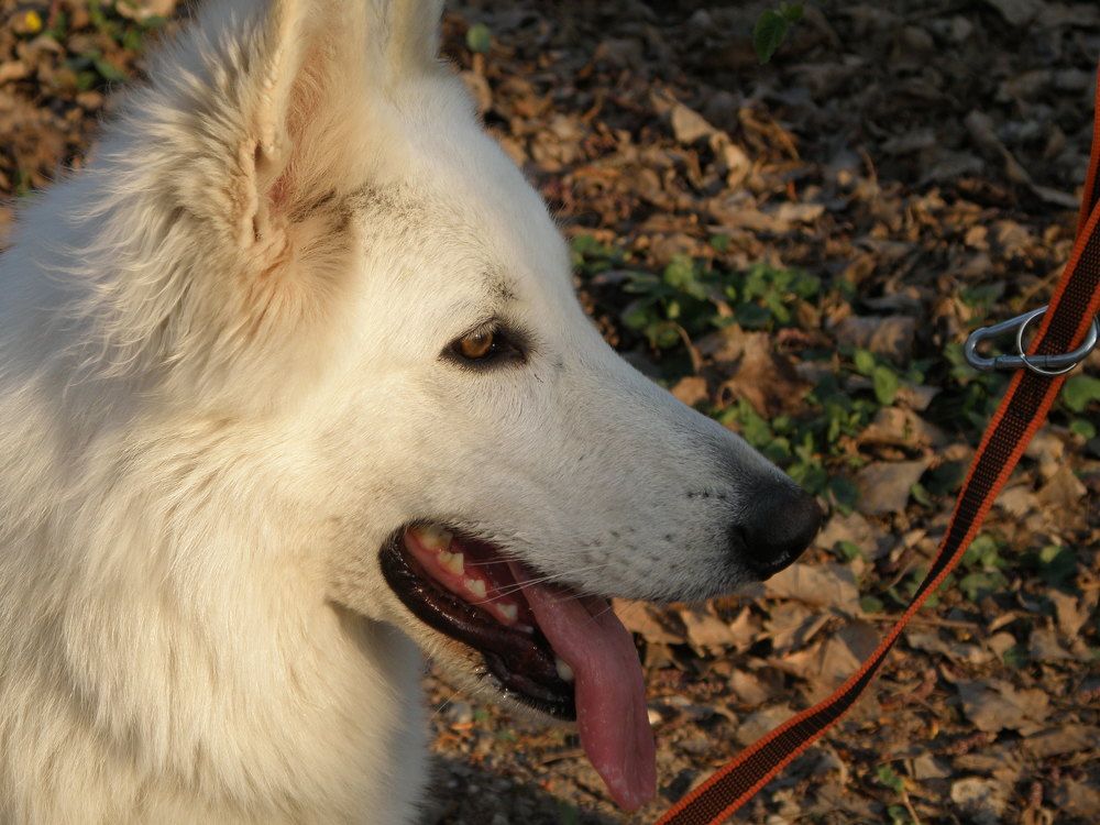 Фотография автора Angelo Dolci