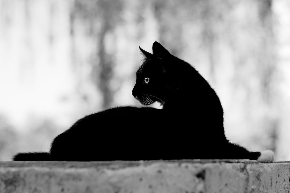 Черная пантера.