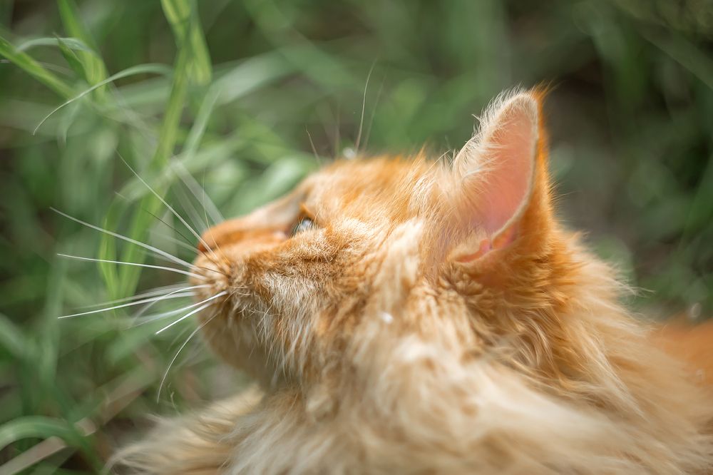 Рыжий портрет