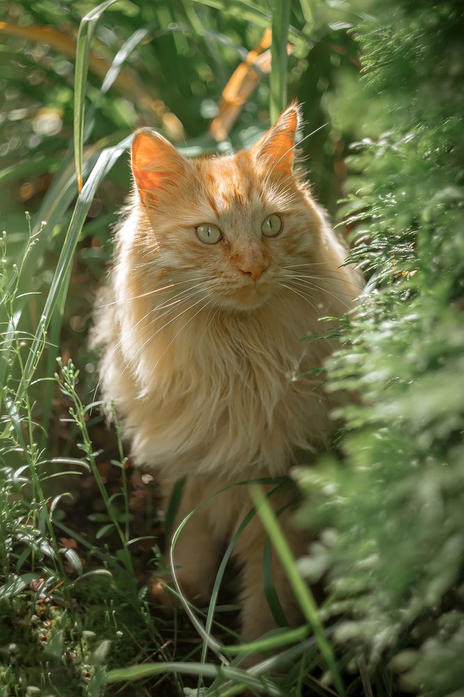 Солнечный рыжик