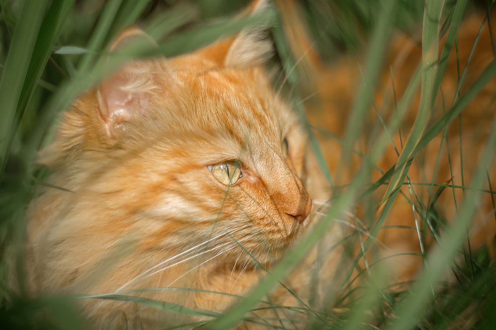 Рыжий внимательный взгляд