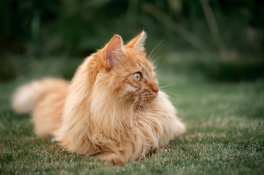 Пушистое благородство