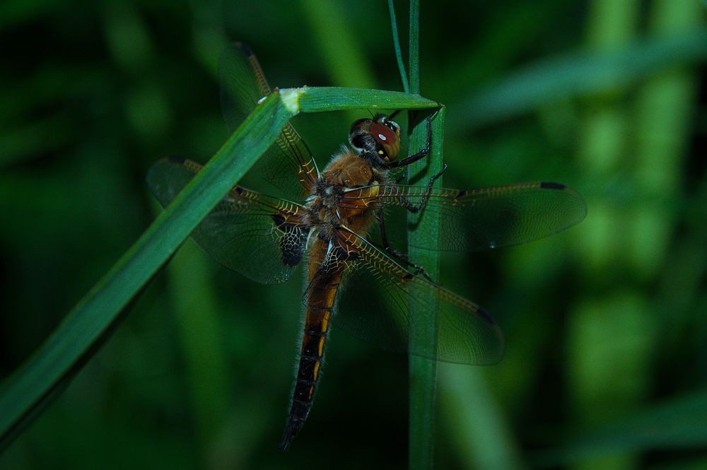 Dragonfly