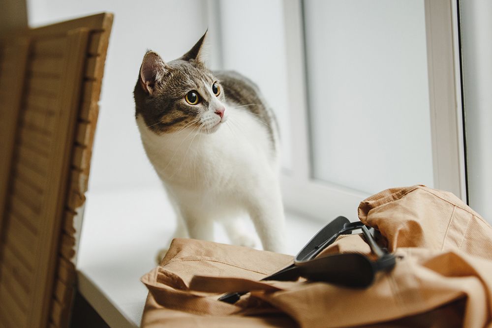 Фотография автора Тема Цезарь