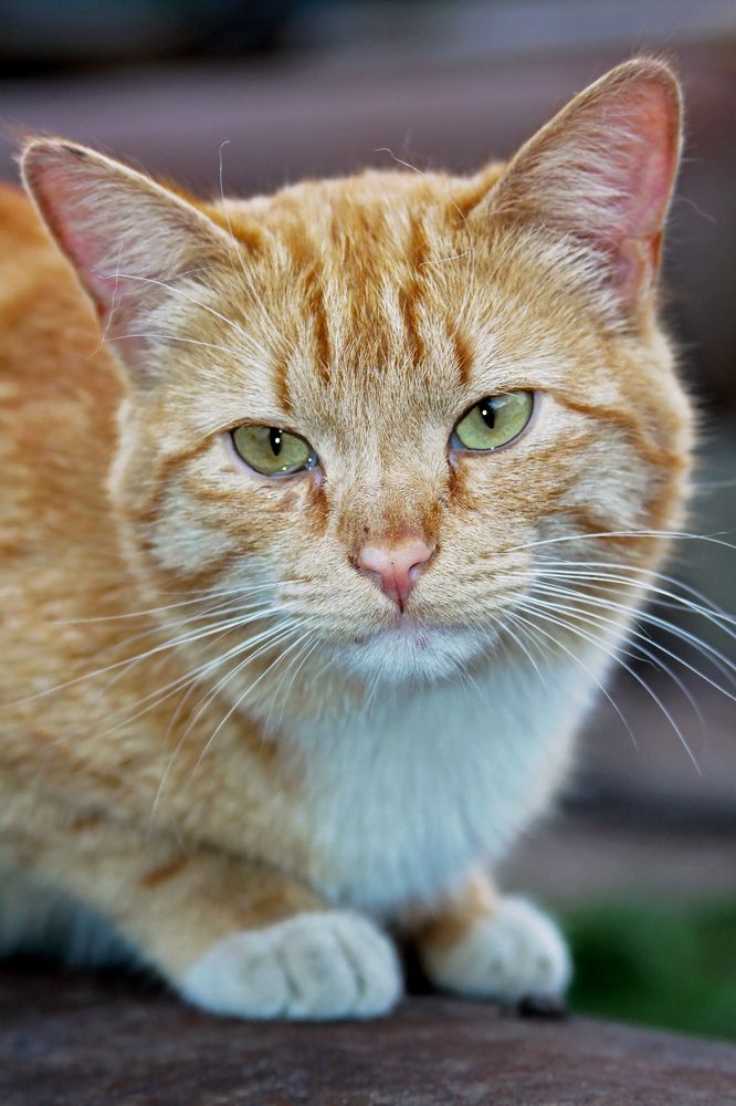 Photograph by Ольга Остапенко