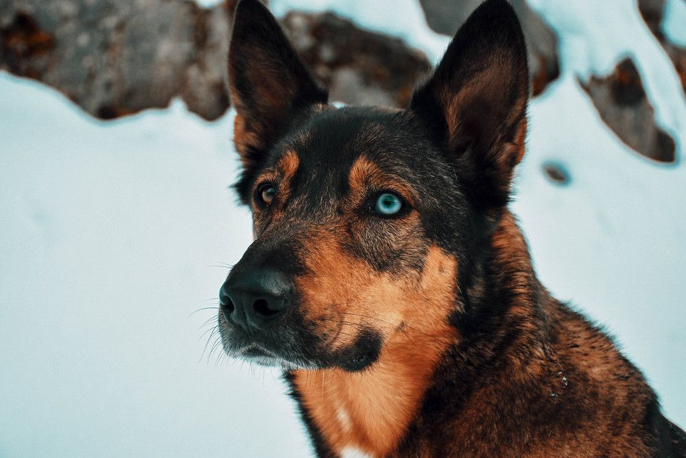 Photograph by Plesa Ioan Dan