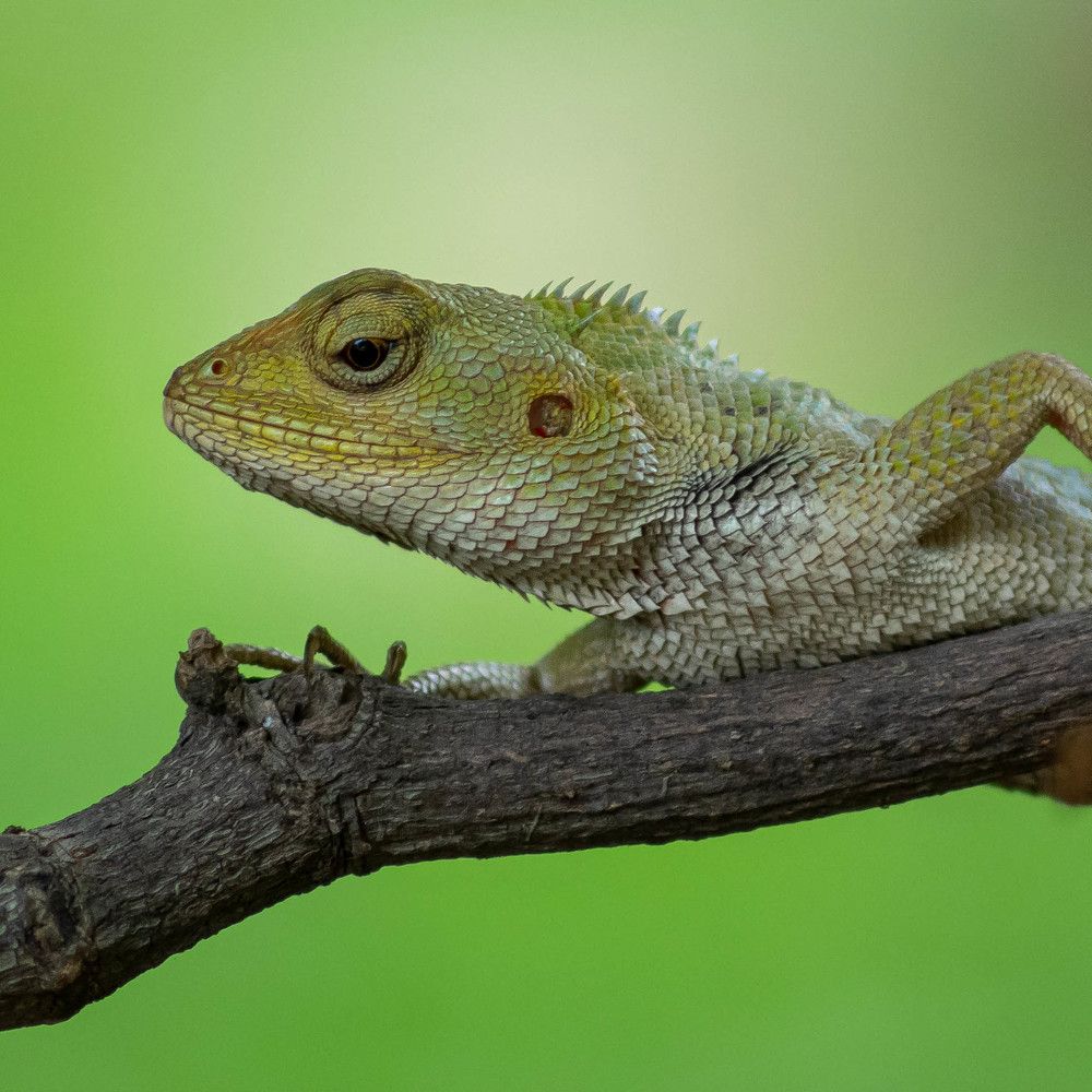 Photograph by Shaumit Seth