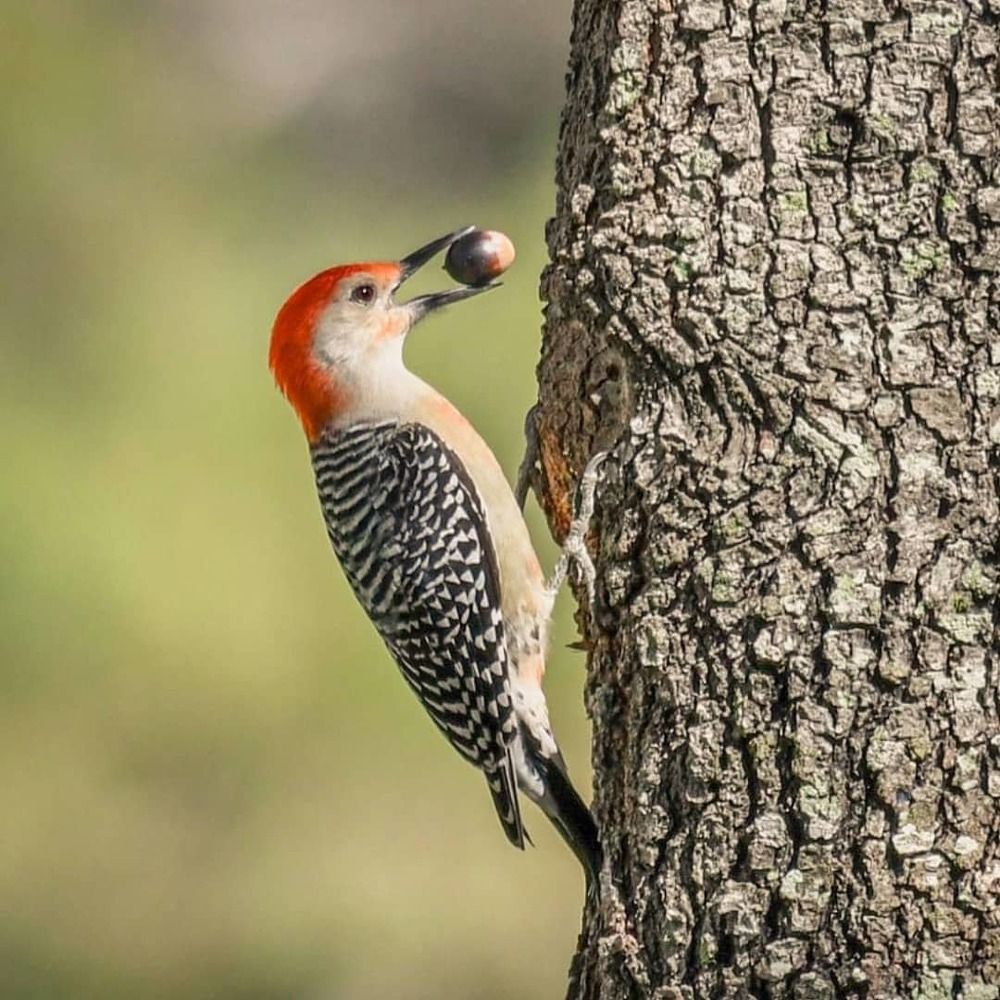 Photograph by Shaumit Seth