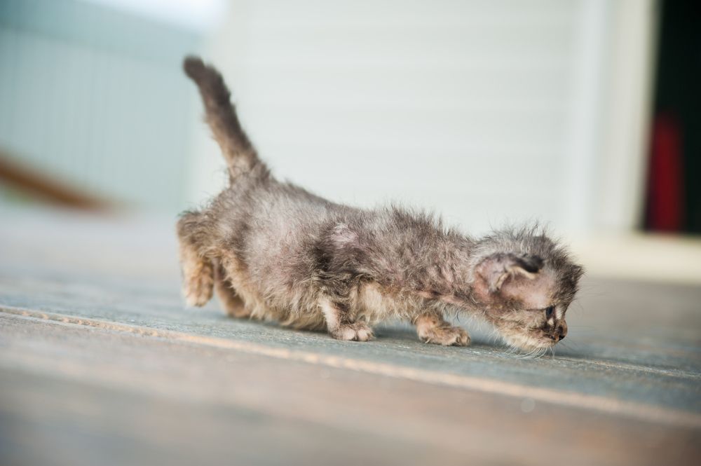 Фотография автора Анна Кирьякова