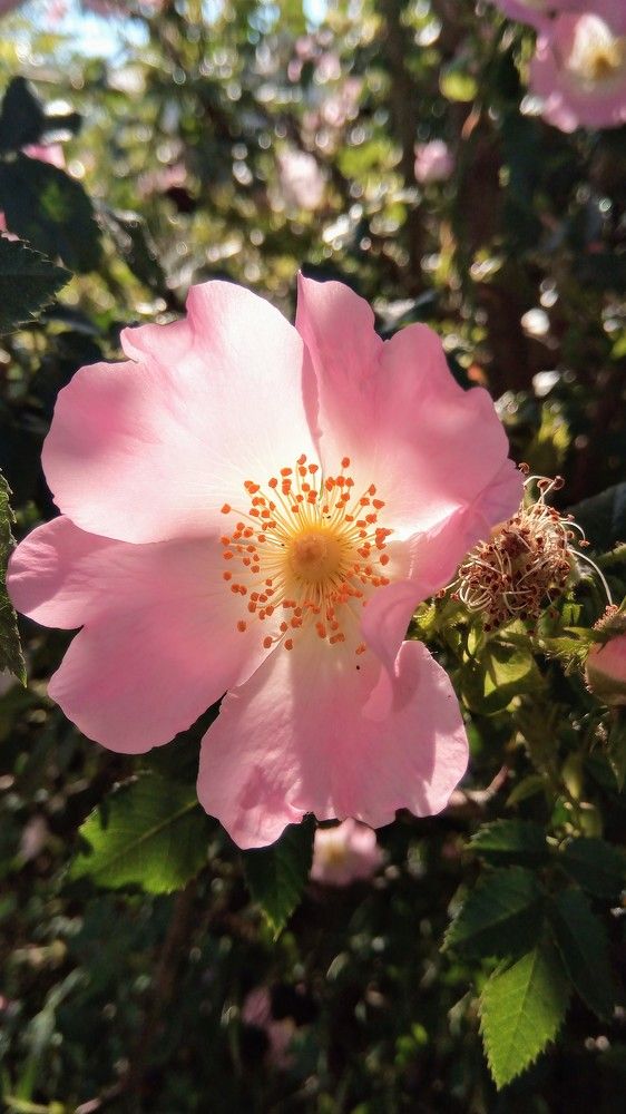 Photograph by Елена Коробкина