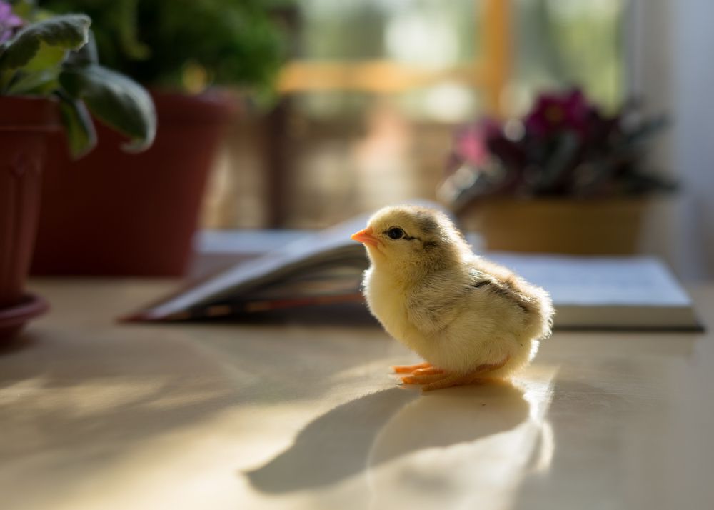 Photograph by Ирина Умиленко