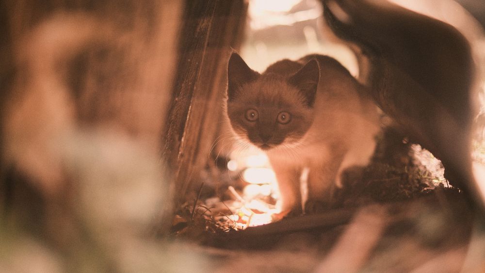 Photograph by Snow Vadim