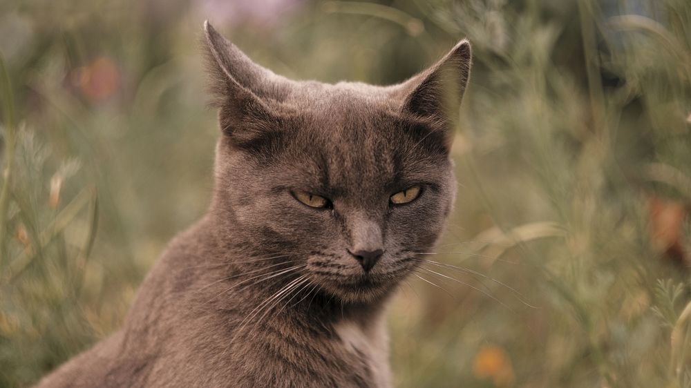 Photograph by Snow Vadim