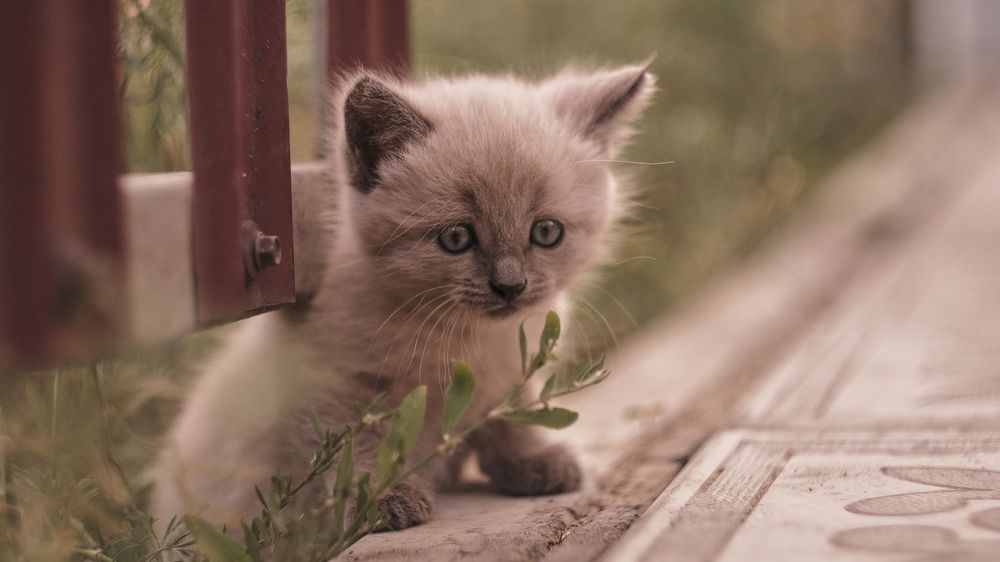 Photograph by Snow Vadim