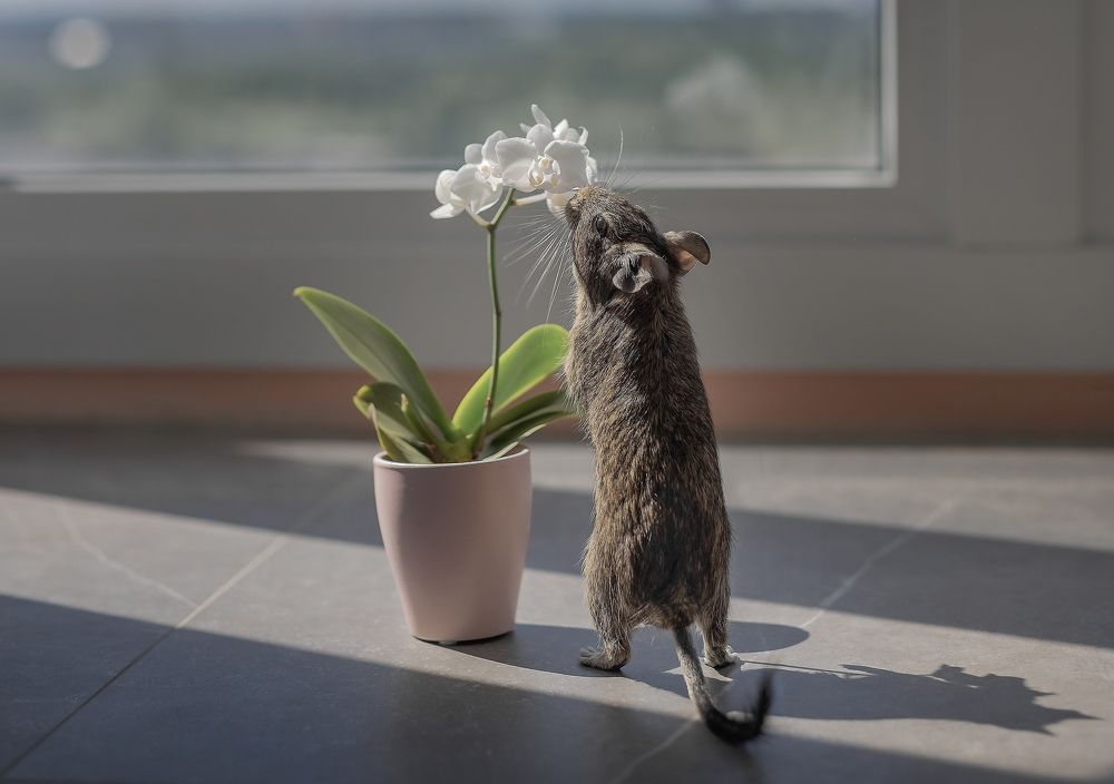 Утро моего питомца!