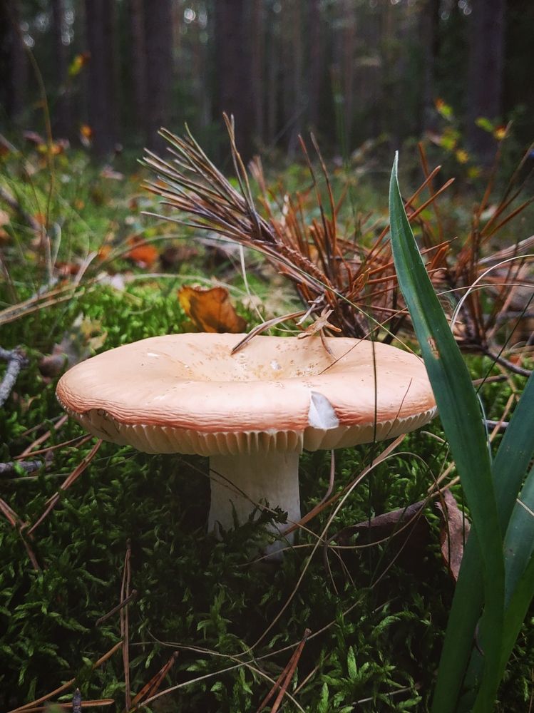 Августовский лесной сюжет.