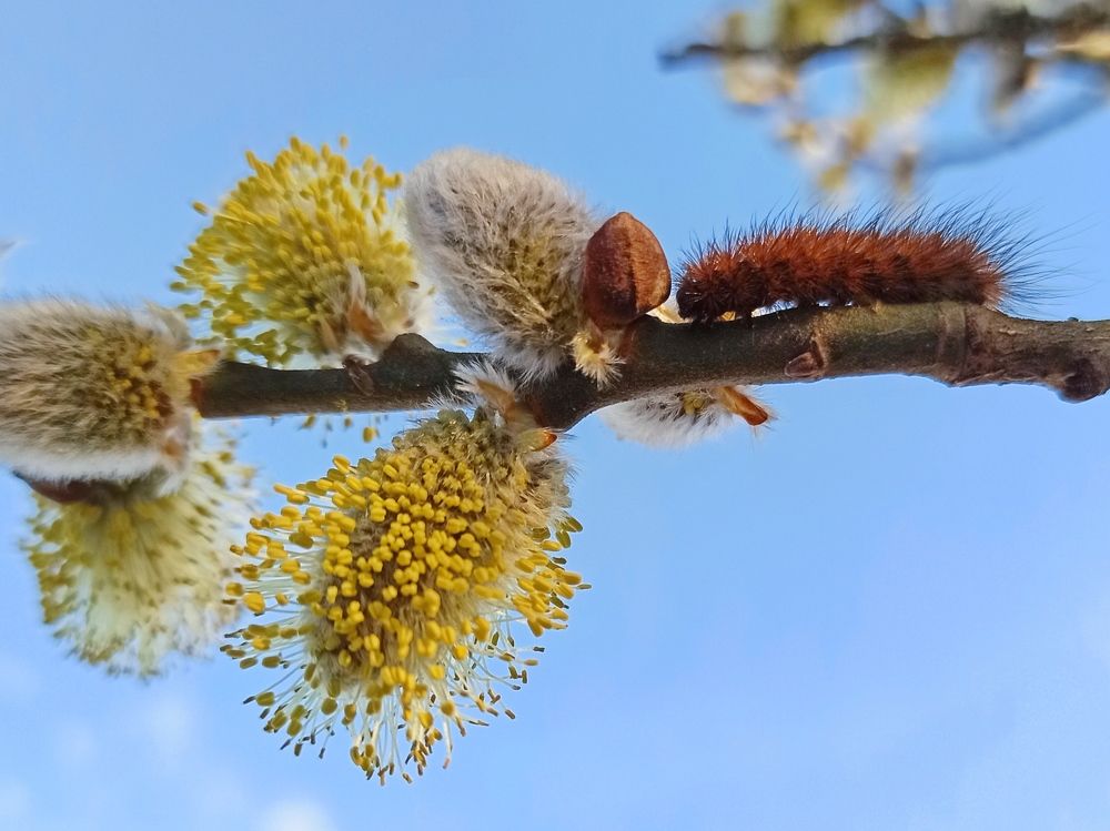 Пушистый апрель 2021