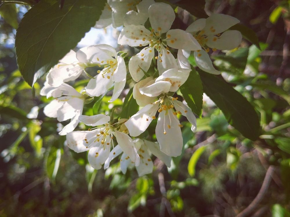 Яблоня Зибольда