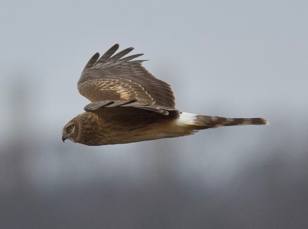 Northern Harrier