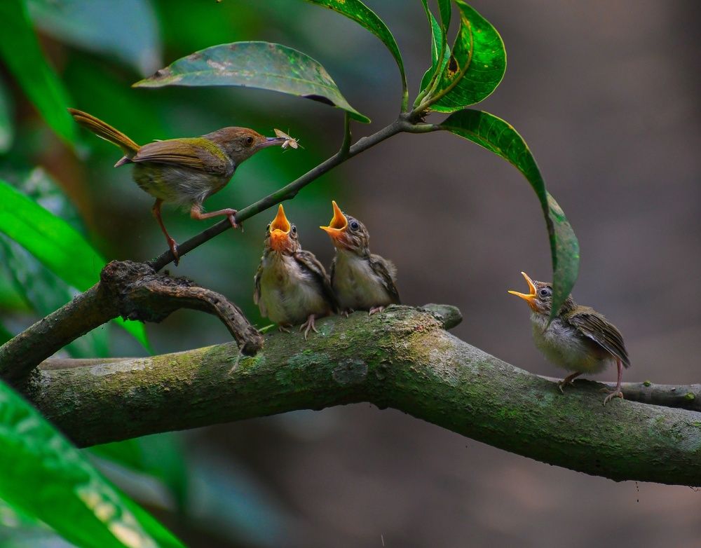 Photograph by Masum Mr