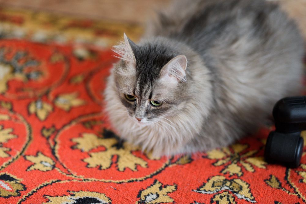 Фотография автора Владимир Шалимов