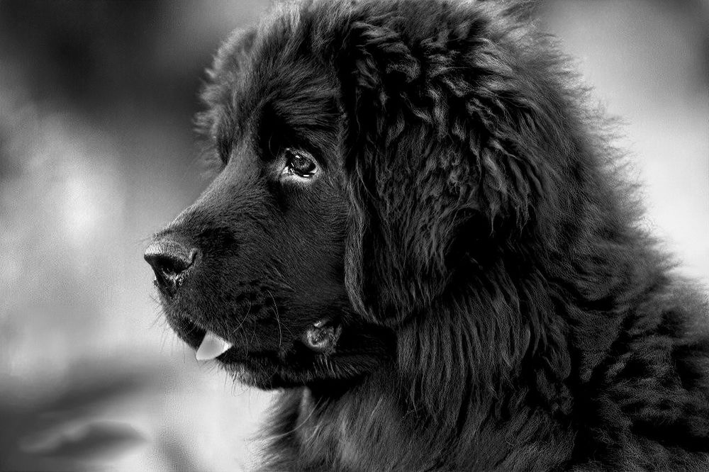 Photograph by Julie Teague