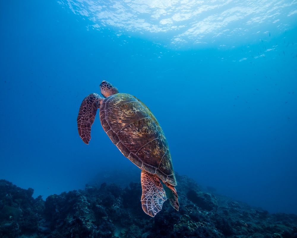 Green Sea Turtle