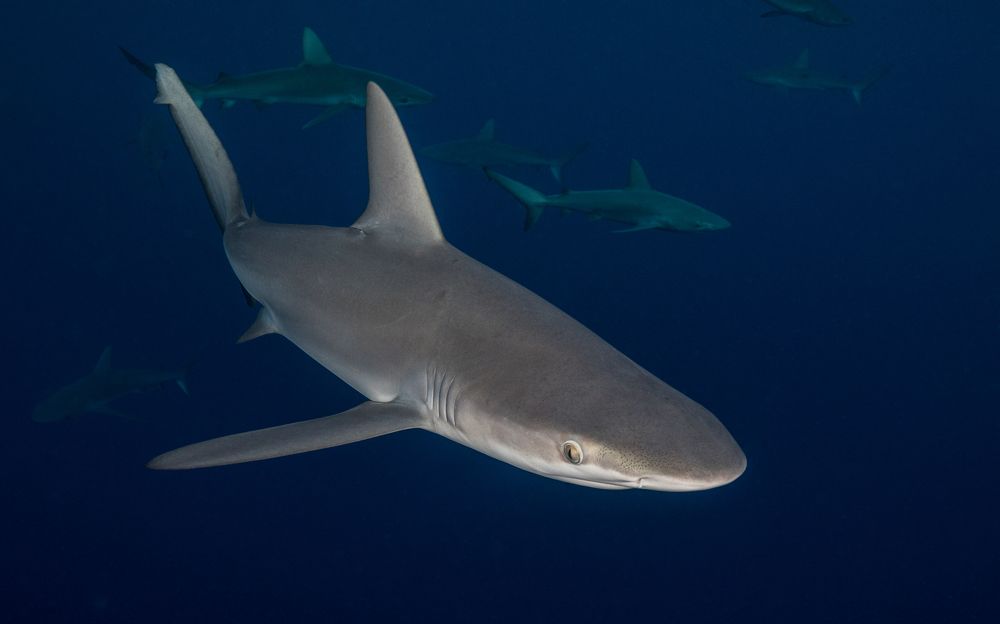 Galapagos shark