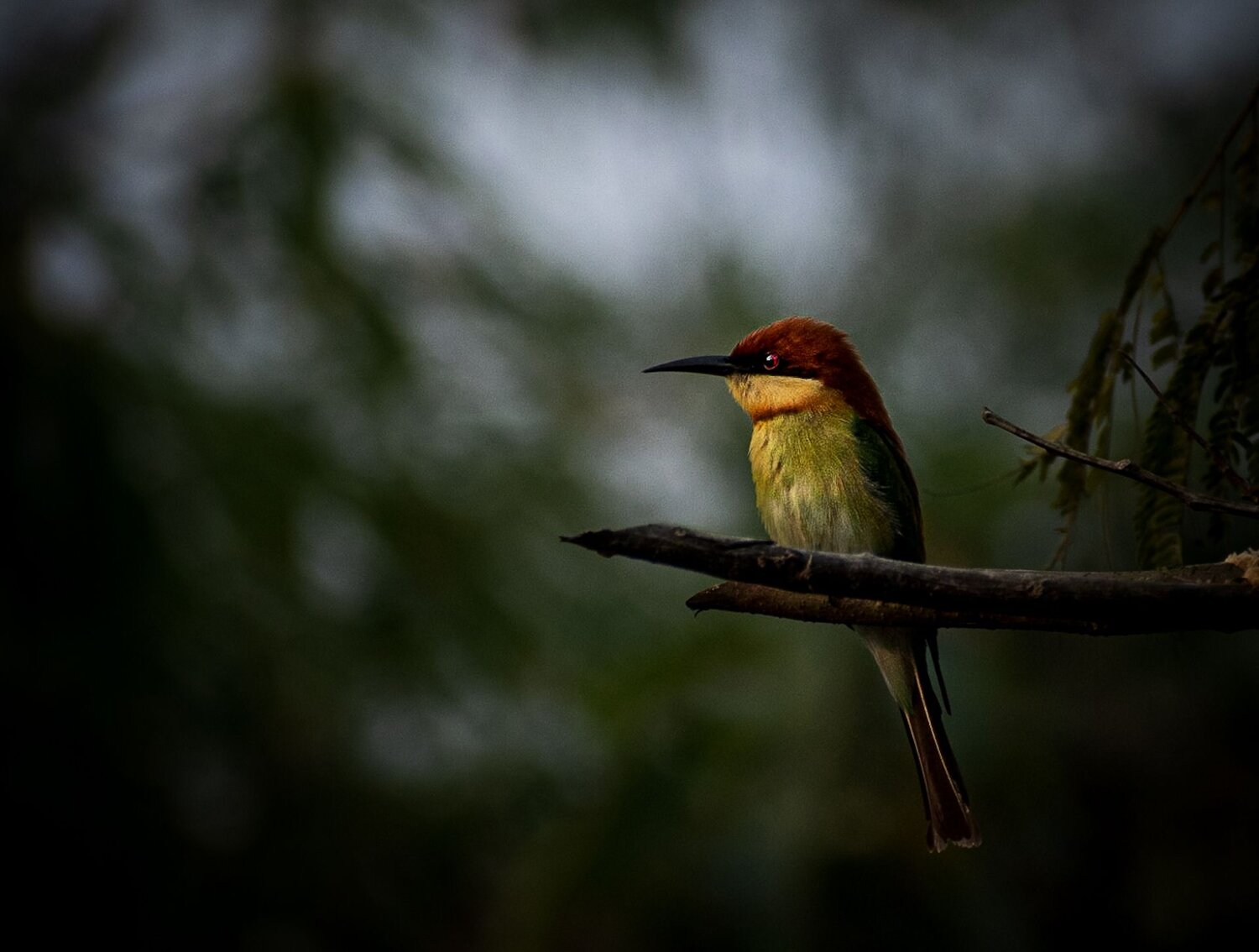Bee eater