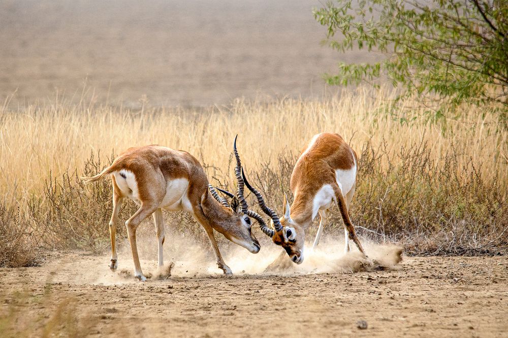 Fight of young blackbucks