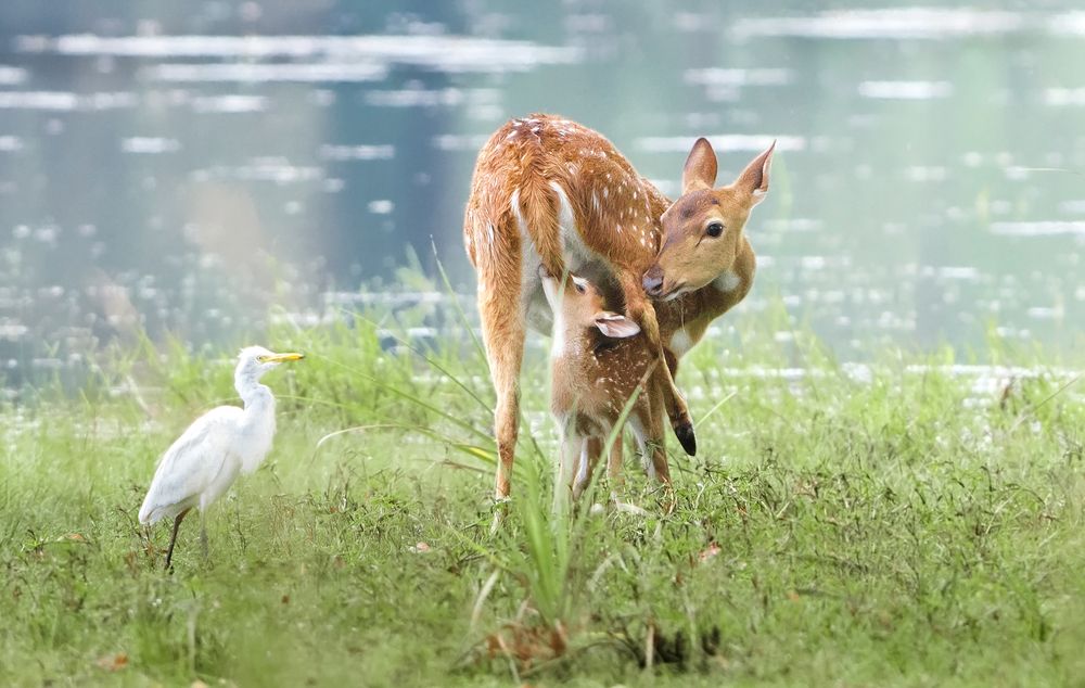 Photograph by Harsha Matarage