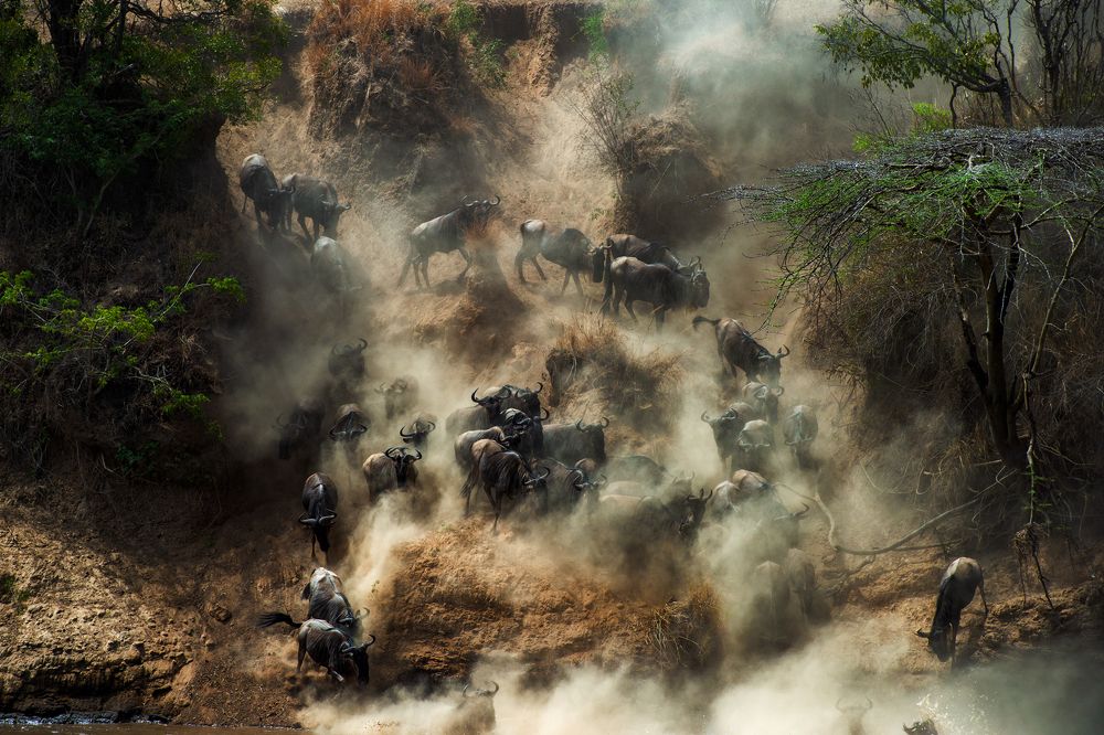 Stampede - Wild Beasts