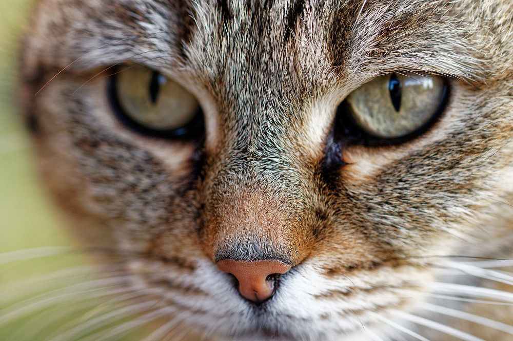 Photograph by Nagy Tibor