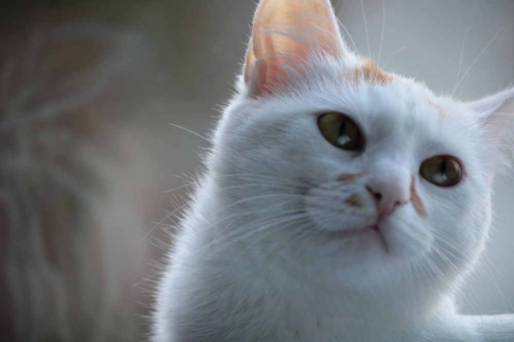 Фотография автора Никита Гутор