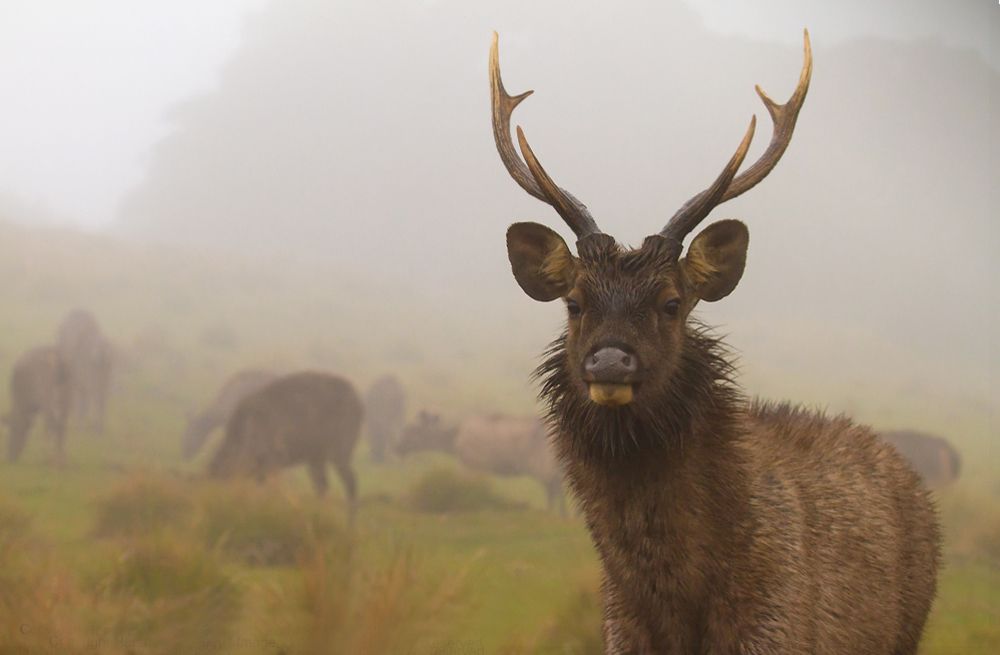 Photograph by Harsha Matarage