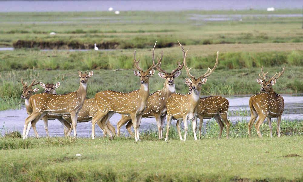 Photograph by Harsha Matarage