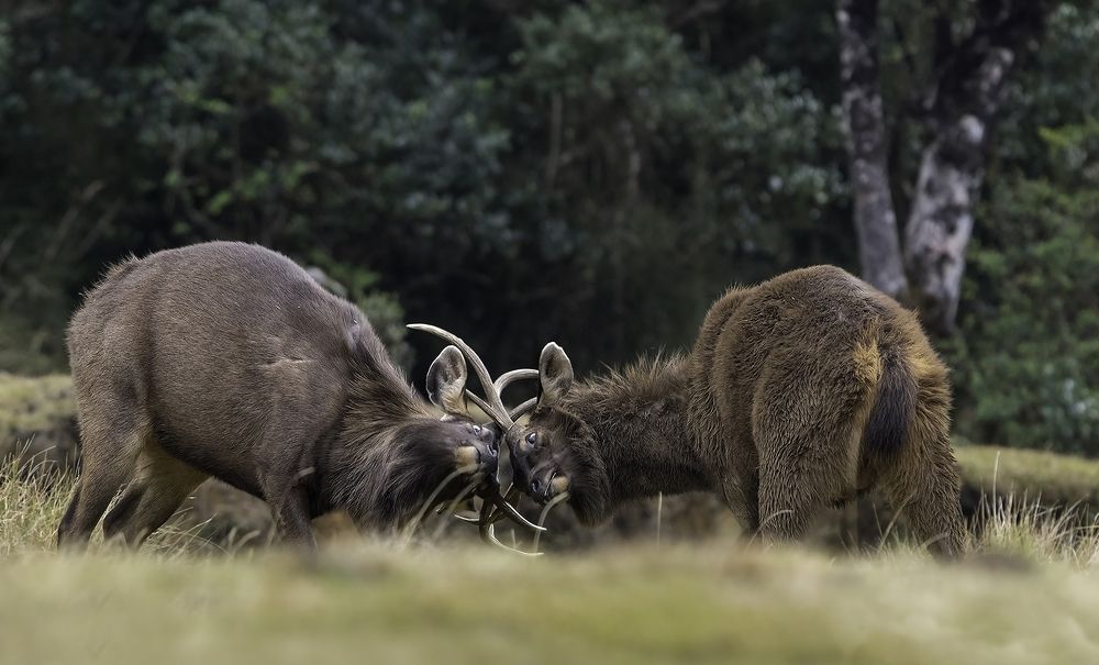 Photograph by Harsha Matarage