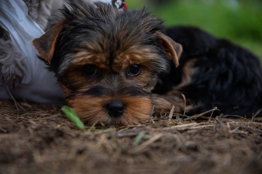 Photograph by Инна Калюжная