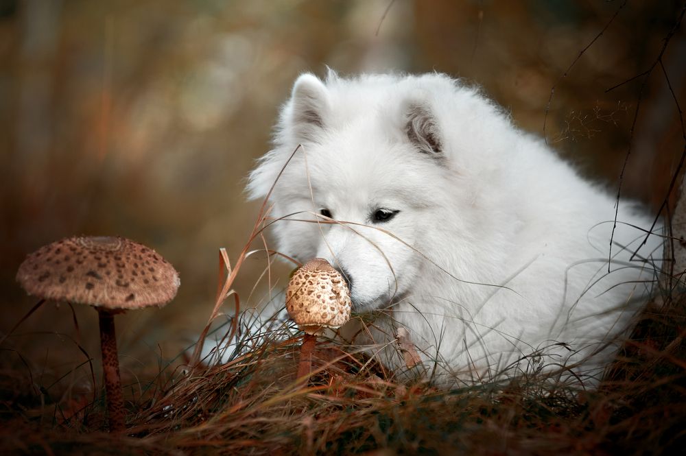 Photograph by Дарина Матасова