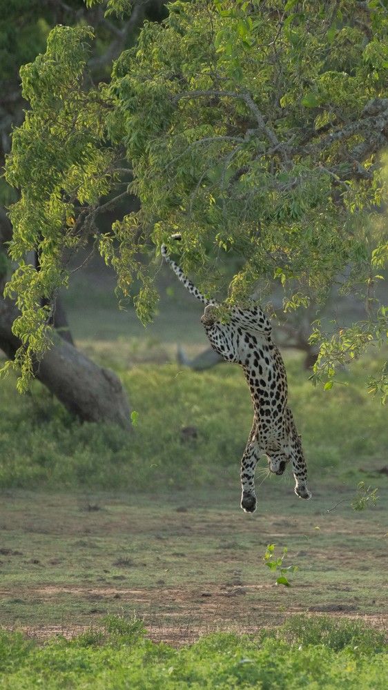 Photograph by dimuthu ekanayaka
