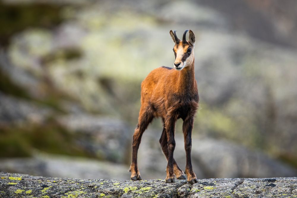 Фотография автора Jozef Sadecky