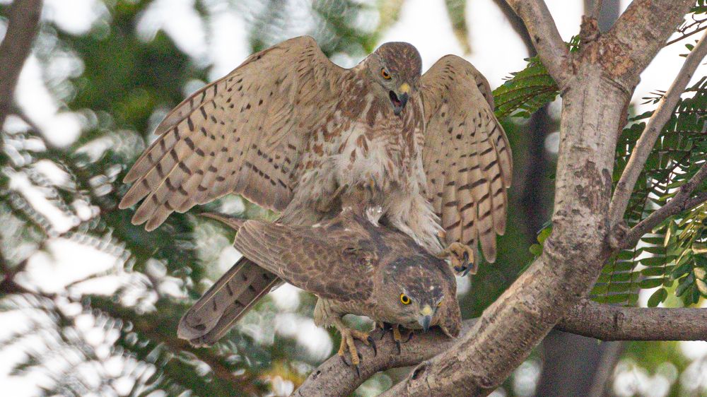 Фотография автора Pradeep Plaha